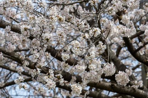 桜 桜の写真
