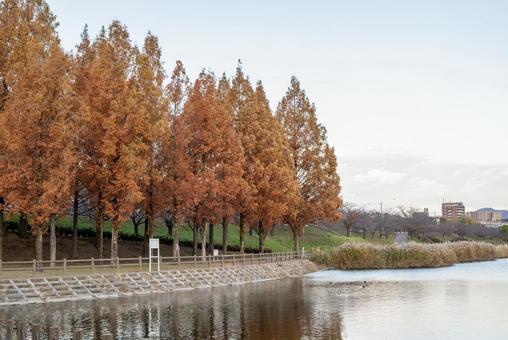 紅葉に染まるメタセコイア並木と水辺の景色 紅葉に染まるメタセコイア並木と水辺の景色 紅葉,メタセコイア,リフレクションの写真素材