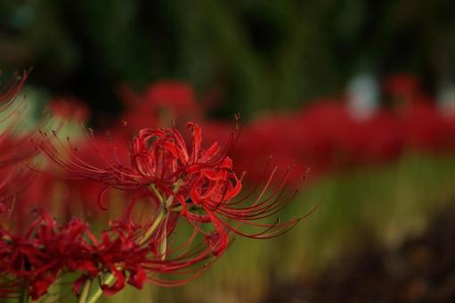 cluster amaryllis autumn flowers, JPG cluster amaryllis autumn flowers, JPG
