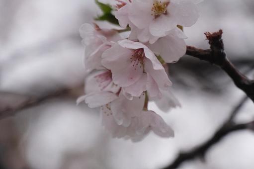 桜 桜の写真