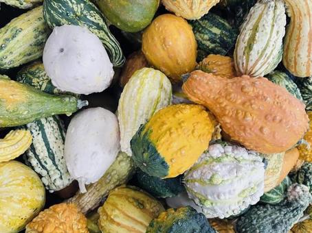 いろいろなかぼちゃ2 カボチャ,ハロウィン,秋の写真素材