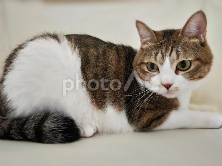 猫は狭いところがお好き 猫,ネコ,ペットの写真素材