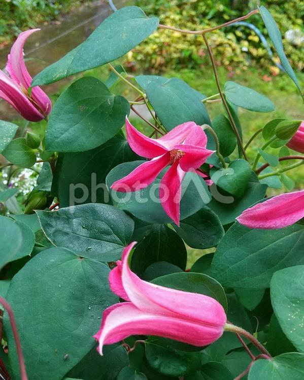 雨のクレマチス クレマチス,植物,ガーデニングの写真素材