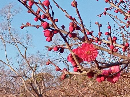 紅梅 紅梅の写真