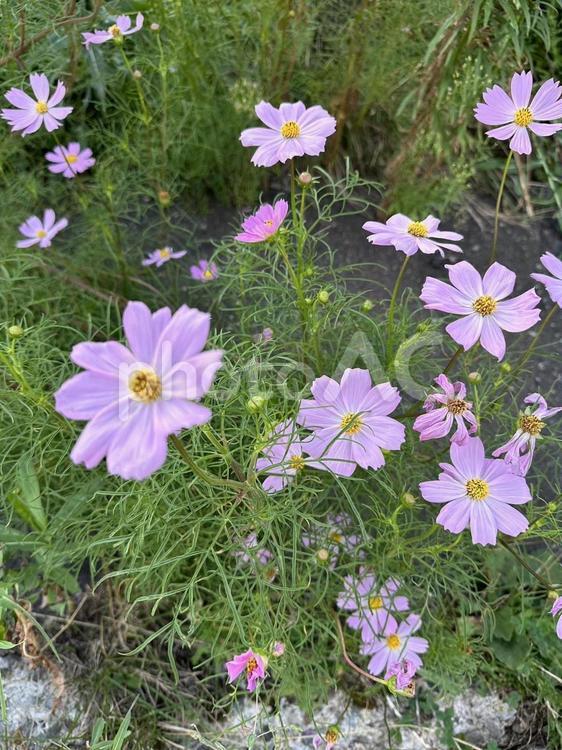 街の中のコスモス 花,コスモス,風景の写真素材