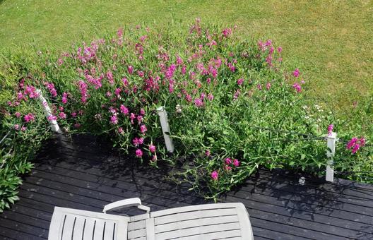 ピンクの花に囲まれて ピンクの花,庭,ガーデンの写真素材