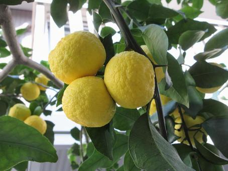 ハナユズ  ００８ ハナユズ,ハナユ,一才ゆずの写真素材