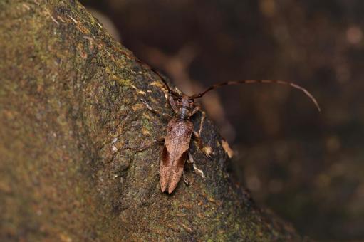 Photo, yahaz longhorn beetle, kamikiri, longhorn beetle, 