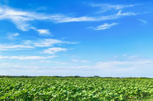 一面に広がった野菜畑と初夏の青空 田園風景,畑,農地の写真素材