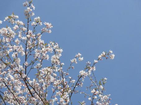 葉桜① 葉桜①の写真