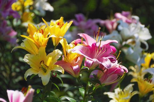 ユリ ユリ,花,植物の写真素材