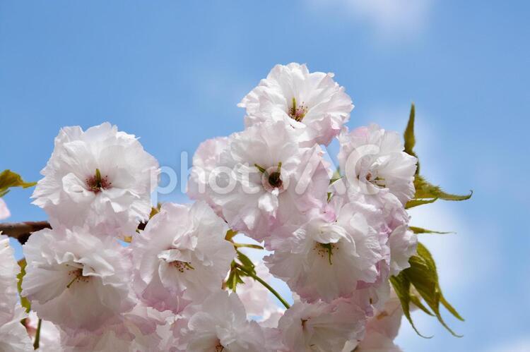 さくら_松月桜（ショウゲツサクラ）_1 4月,きれい,さくらの写真素材
