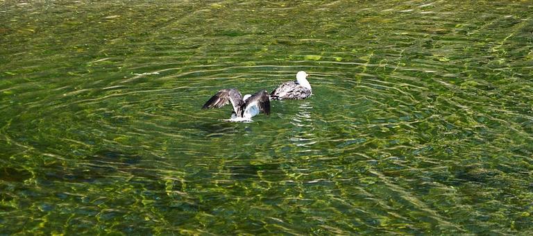 きれいな水と海鳥 きれいな水と海鳥 海,海鳥,海水の写真素材