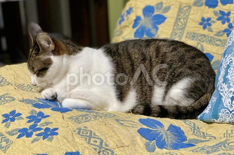 ソファでうとうとするキジ白猫ちゃん 猫,キジシロ,横顔の写真素材