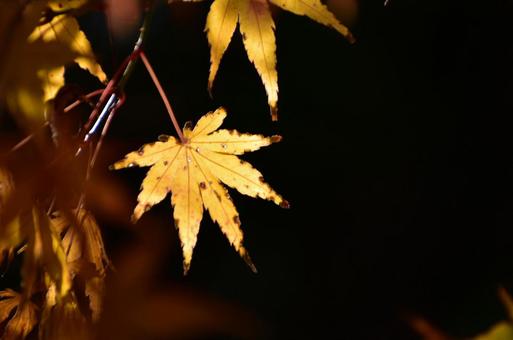 黄色い紅葉 黄色い紅葉の写真