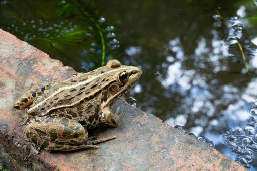 休憩するトノサマガエル 休憩するトノサマガエルの写真