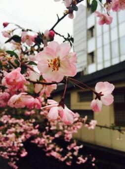 梅 梅の写真