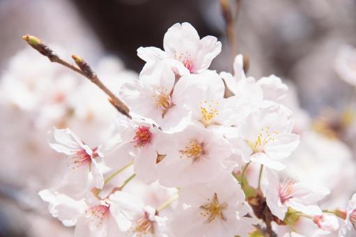 綺麗な桜 綺麗な桜の写真