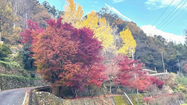 徳島県 山間の紅葉 徳島県 山間の紅葉の写真