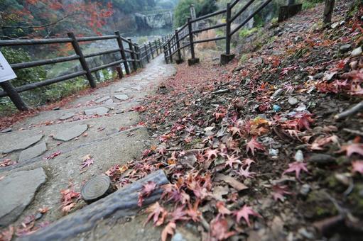 A carpet of fallen leaves on a path that gives a sense of autumn's deepening, autumn, fallen leaves, maple, JPG