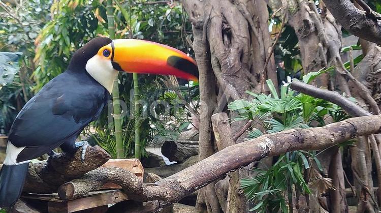 リゾートイメージのオニオオハシ オニオオハシ,鳥,自然の写真素材