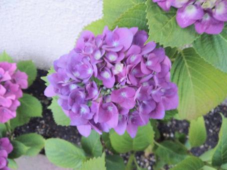 Hydrangea 346, JPG