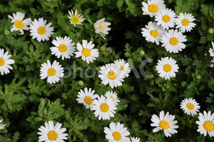 白い花びらの満開のクリサンセマムの花 白い,花びら,満開の写真素材