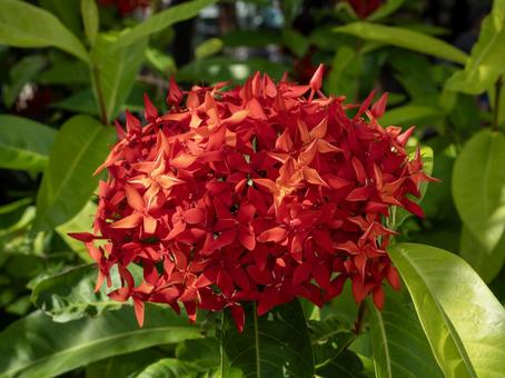 サンタンカ　の写真