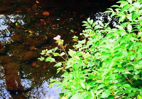 川を見下ろして。 川を見下ろして。の写真