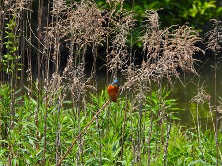 枯れ草の茎にとまるカワセミ2 枯れ草の茎にとまるカワセミ2 鳥,かわせみ,野鳥の写真素材