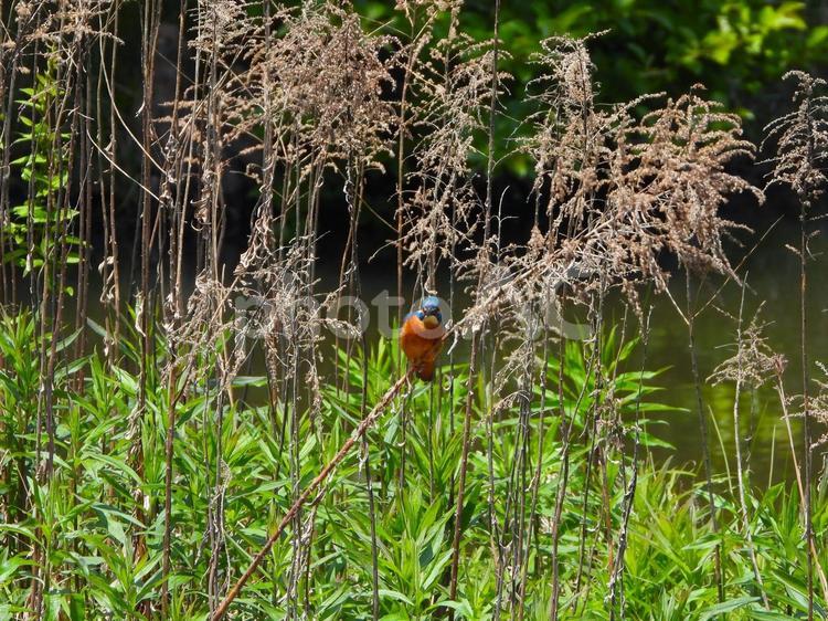 枯れ草の茎にとまるカワセミ2 鳥,かわせみ,野鳥の写真素材