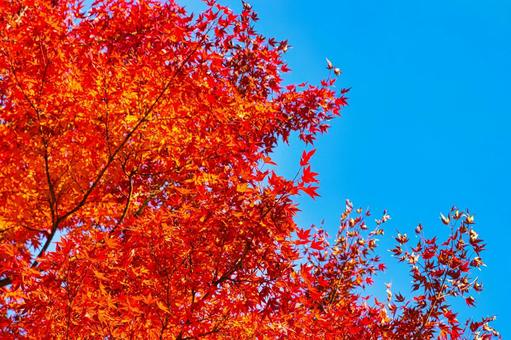 紅葉(秋景色) 紅葉(秋景色)の写真