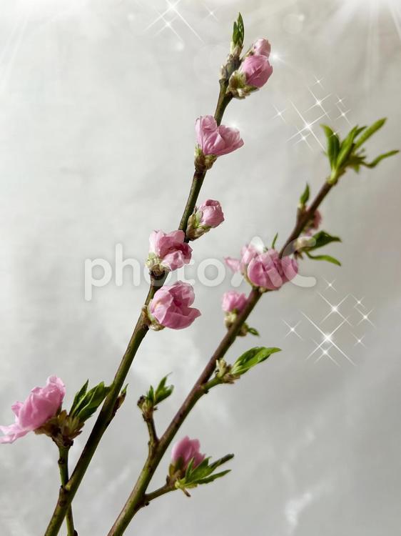 春の桃の花・お雛様・桃の節句（縦） 桃,桃の花,枝の写真素材