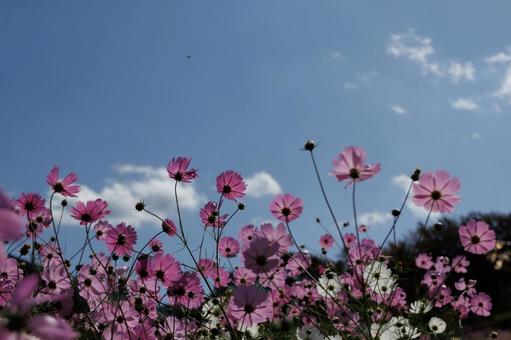 青空とコスモス 青空とコスモス コスモス,青空,10月の写真素材