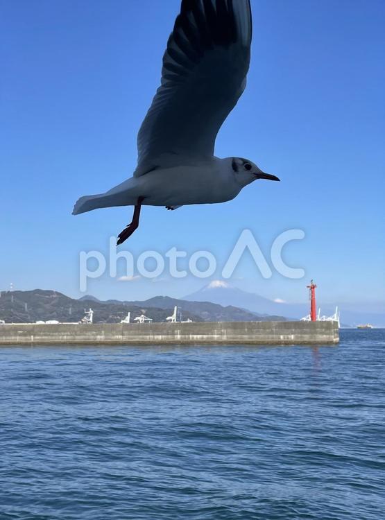 富士山とゆりかもめの絶景 ゆりかもめ,カモメ,鳥の写真素材