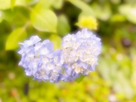 紫陽花（雨の日）の写真