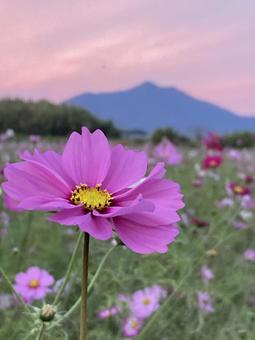 秋の夕暮れ時に咲きほこるコスモスの花 コスモス,秋桜,花の写真素材