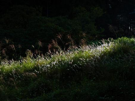 陽だまりの中の猫じゃらしとススキ 陽だまりの中の猫じゃらしとススキ ねこじゃらし,猫じゃらし,エノコログサの写真素材