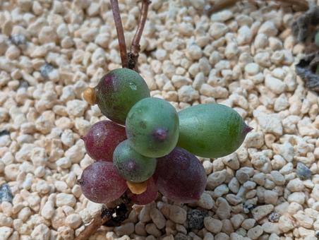 多肉植物 多肉植物の写真