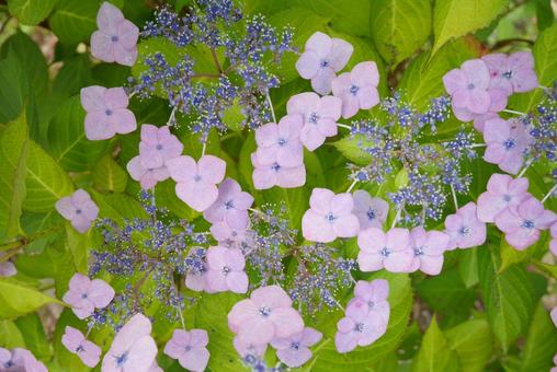紫陽花 紫陽花の写真