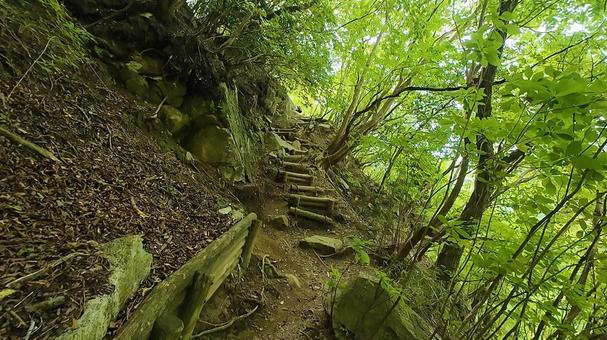 新緑の登山道 新緑の登山道の写真