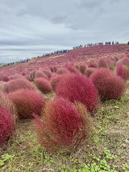 ひたちなか海浜公園 ひたちなか海浜公園の写真