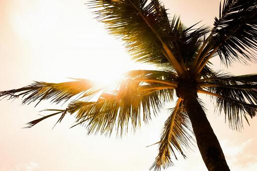 逆光とフレアのヤシの木シルエット ヤシの木,ヤシ,シルエットの写真素材