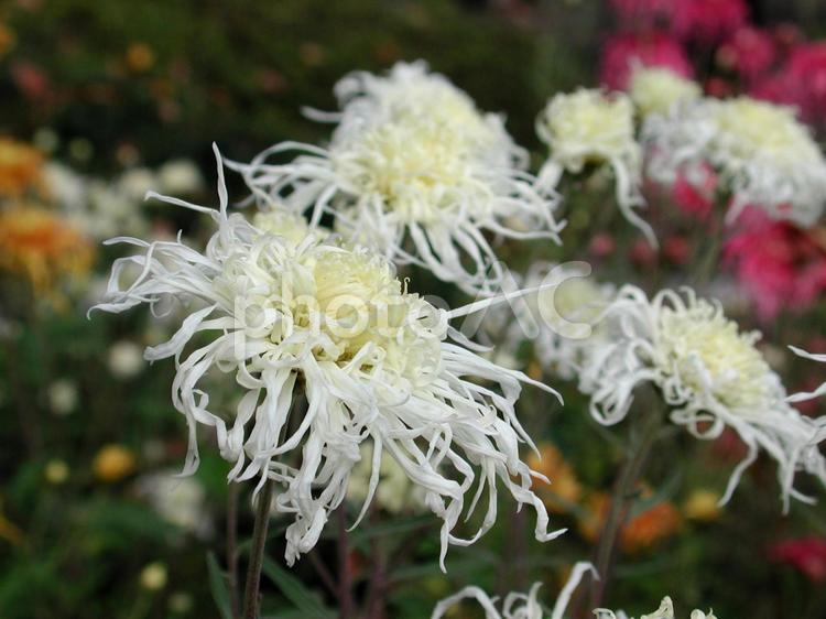 和菊 マクロ,わきく,花の写真素材