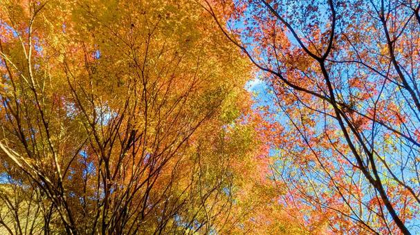 紅葉-121 もみじ,秋色,秋イメージの写真素材