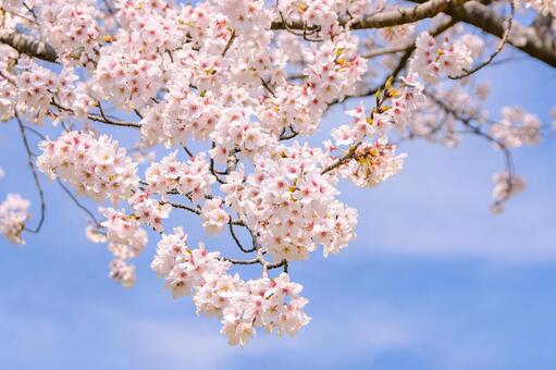 青空に映える満開の桜 22 桜,ソメイヨシノ,サクラの写真素材