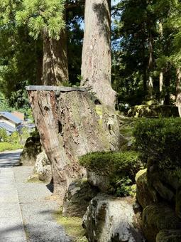 永平寺 夏の境内 切り株 永平寺 夏の境内 切り株 切り株,永平寺,福井の写真素材