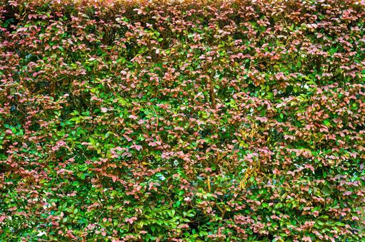 ベニバナトキワマンサクの垣根 ベニバナトキワマンサクの垣根の写真