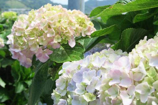 Colorful hydrangeas, JPG Colorful hydrangeas, JPG