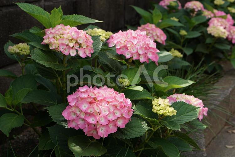 花壇に咲いたピンク色のアジサイ アジサイ,ピンク,花壇の写真素材